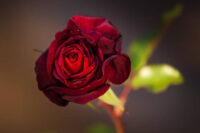 Black Baccara Rose - Image 4