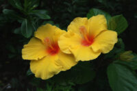 Hibiscus (Pune) - Image 3