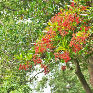 Flowering Plants