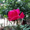 Desi Gulab (Indian Pink Rose)