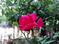Desi Gulab (Indian Pink Rose) - Image 2