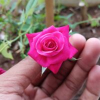 Pink Sindhuri Rose - Image 2