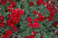 Mini Red Button Rose - Image 3