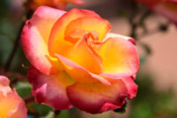 Peace Rose