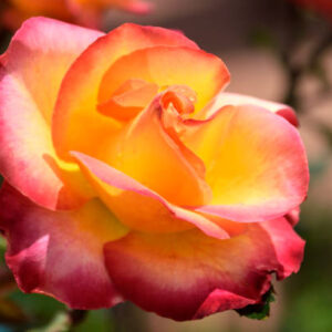 Peace Rose