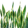 Snake Plant