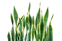 Snake Plant - Image 2