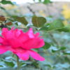 Desi Gulab (Indian Pink Rose)