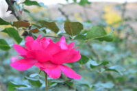 Desi Gulab (Indian Pink Rose) - Image 3