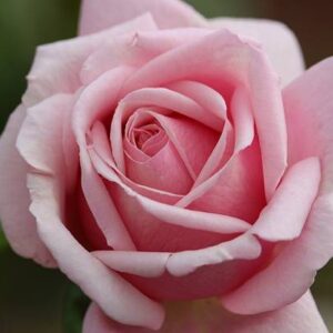 Hybrid Tea/Fragrant Roses (Large, single blooms)
