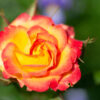 Peace Rose