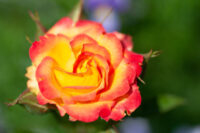 Peace Rose - Image 2