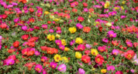 Portulaca (Moss Rose)