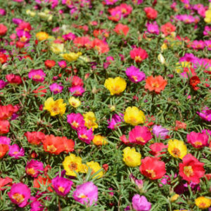 Portulaca (Moss Rose)
