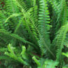 istockphoto-1211781228-612x612 Boston Fern