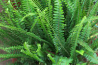 Boston Fern