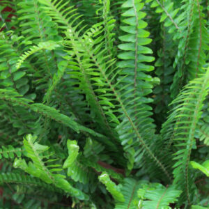 Boston Fern