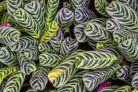 Calathea - Image 3