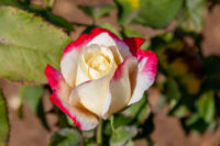 Double Delight - Image 4