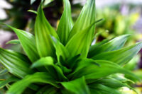 Dracaena - Image 3
