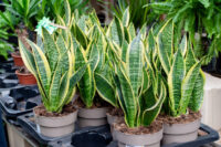 Snake Plant - Image 4