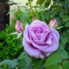 delicate bud of blossoming roses of Blue Moon variety. Blue Moon Rose