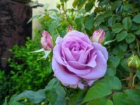 Blue Moon Rose - Image 2