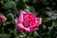 Eiffel Tower Rose