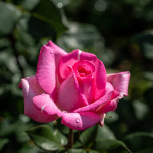 Eiffel Tower Rose