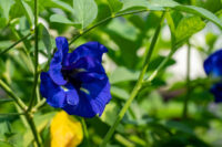 Aparajita (Clitoria ternatea / Butterfly Pea) - Image 3