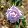 istockphoto-1251227734-612x612 Blue Moon Rose