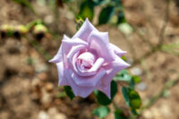Blue Moon Rose - Image 4