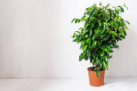 Ficus