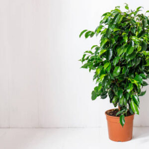Ficus
