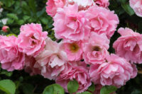 Bonica Rose - Image 4