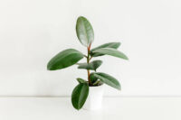 Rubber Plant