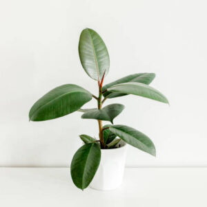 Rubber Plant