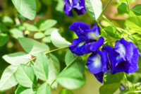 Aparajita (Clitoria ternatea / Butterfly Pea) - Image 2