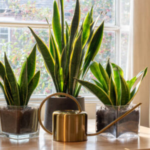 Snake Plant