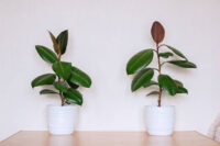 Rubber Plant - Image 4