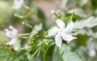 Tagar (Crape Jasmine / Tabernaemontana) - Image 3