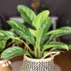 Chinese Evergreen