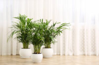 Areca Palm - Image 3