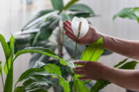 Peace Lily - Image 4
