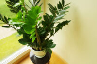 ZZ Plant - Image 4