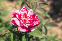 Scentimental Rose - Image 2