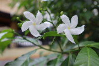 Tagar (Crape Jasmine / Tabernaemontana) - Image 4