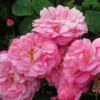 Paneer Rose (Damask Rose)