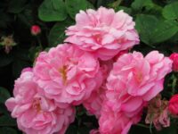 Paneer Rose (Damask Rose)