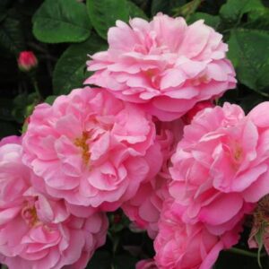 Paneer Rose (Damask Rose)